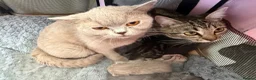 British Shorthair cats for sale: British Shorthair  - Advert 23