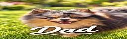 Pomapoo dogs for sale: Pomapoo - Advert 16