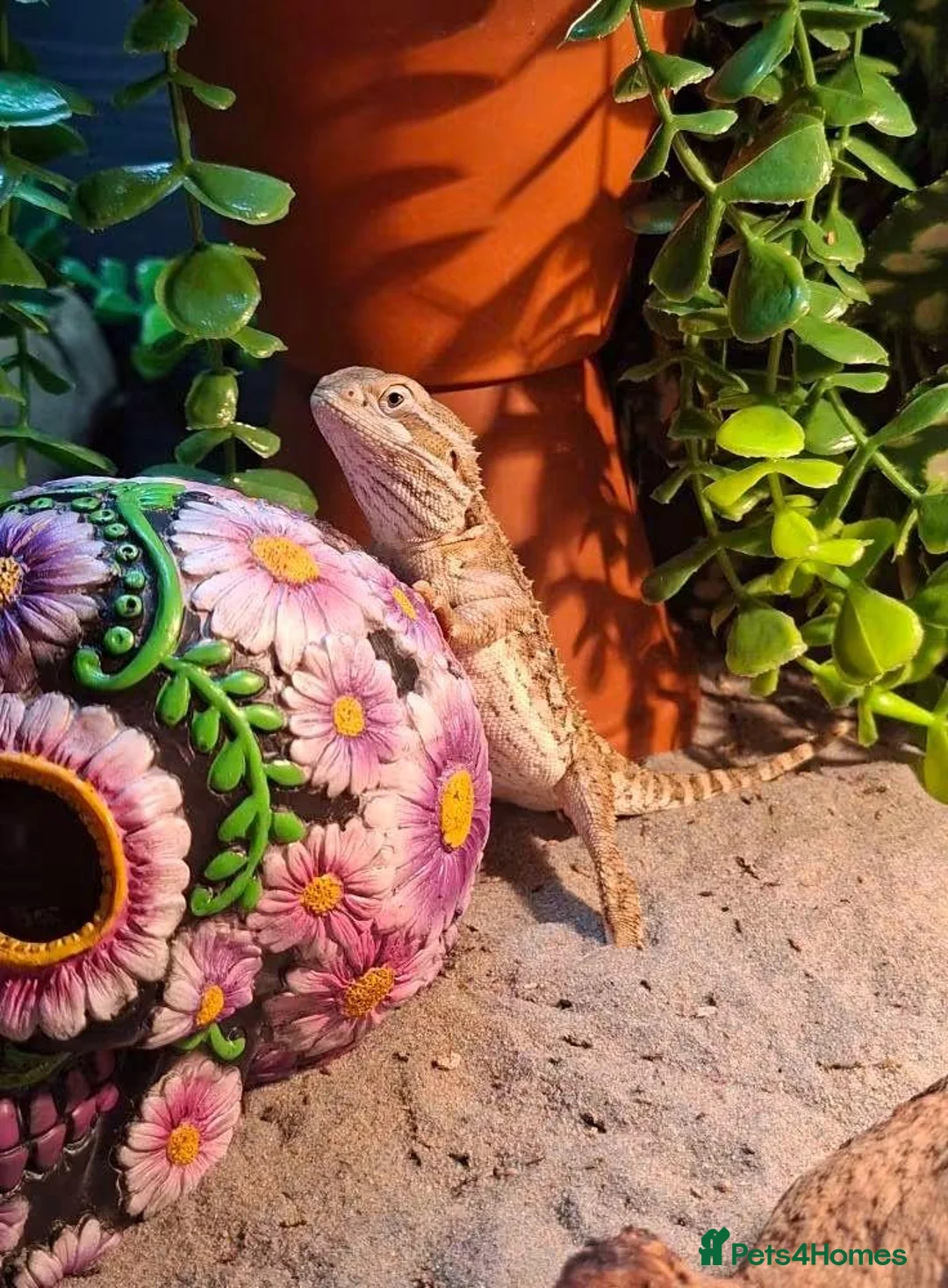 Dragon reptiles for sale: Tiny Ranking Dragon Looking For A New Home - Advert 2