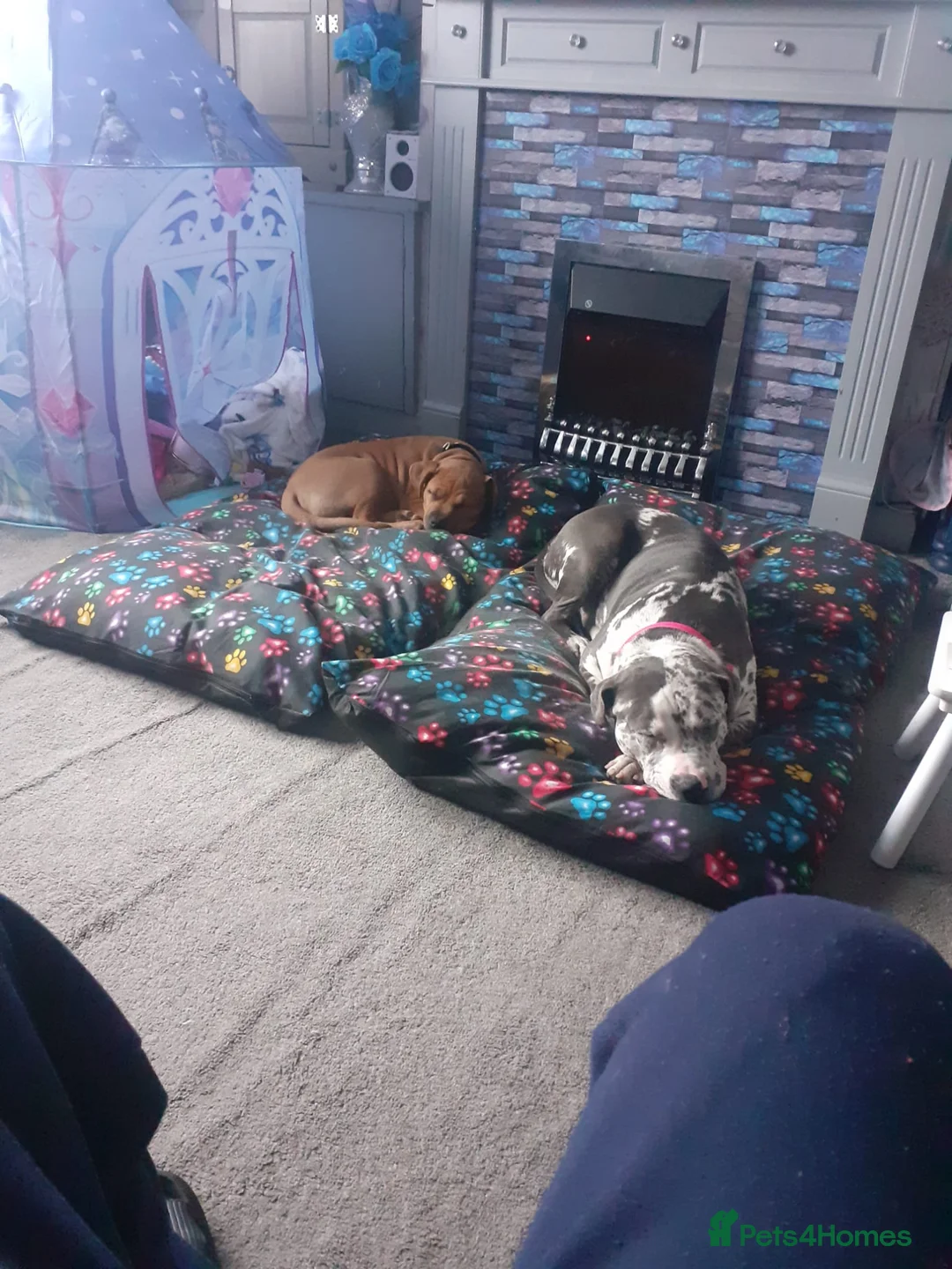 American Bull Staffy dogs for sale: Female cross breed in Brierley Hill - Advert 2