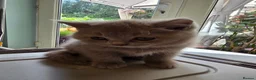 British Shorthair cats for sale: British shorthair kittens  - Advert 2