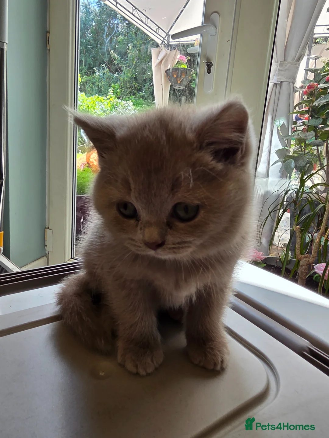 British Shorthair cats for sale: British shorthair kittens  - Advert 2