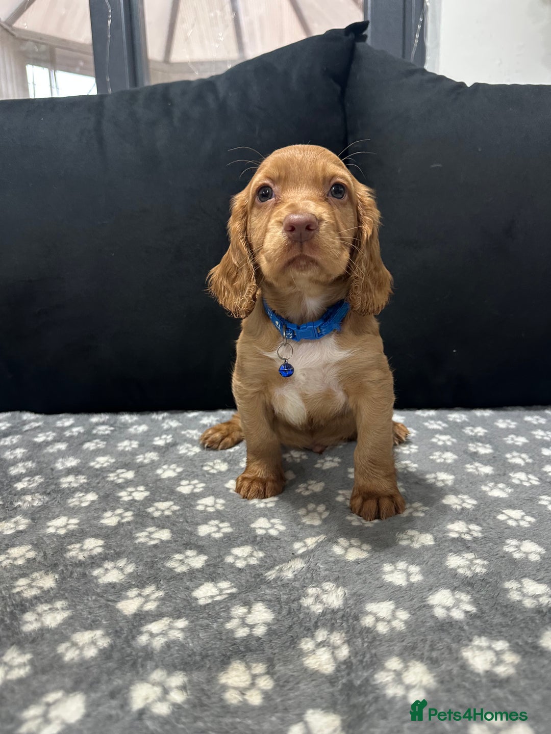 Cocker Spaniel dogs for sale: 3 beautiful cocker spaniel puppies left  - Advert 8