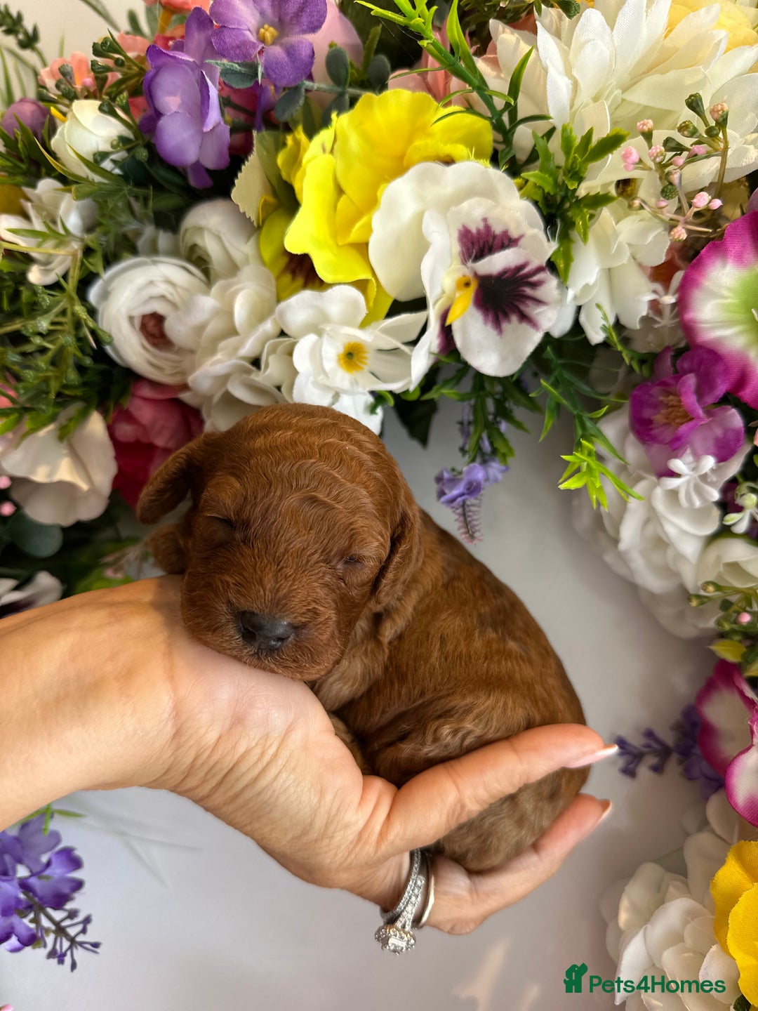 Cavapoo dogs for sale: STUNNING DEEP RED CAVAPOO PUPPIES  - Image 1