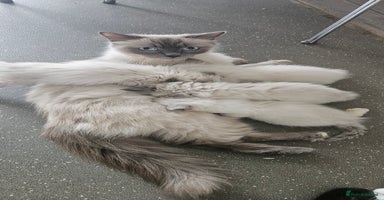 Ragdoll cats - Advert 6