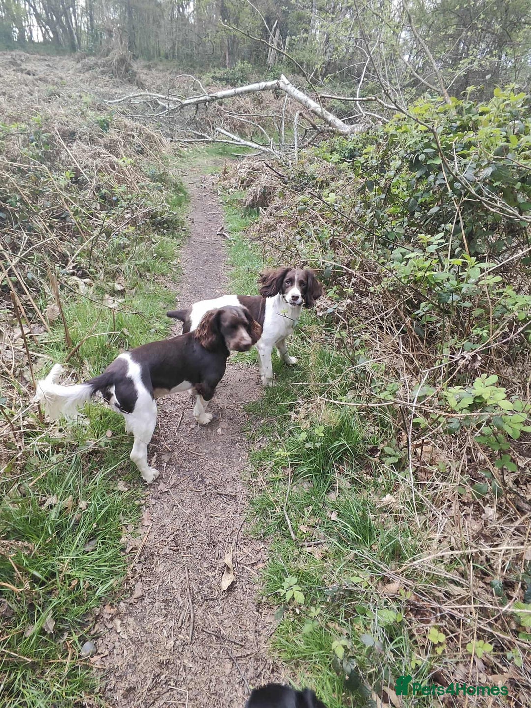 English Springer Spaniel dogs for stud: KC registered English Springer Spaniel for stud - Advert 2