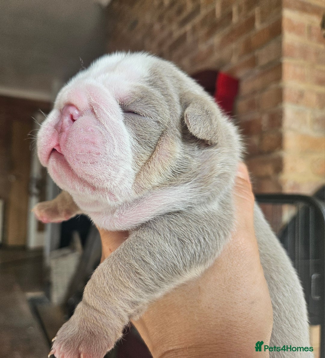 English Bulldog dogs for sale: Outstanding KC English Bulldogs, Top Quality Pups - Image 39