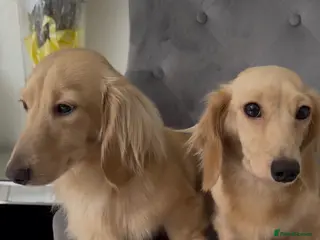 Dachshund dogs Full cream long haired miniature dachshund puppies - Advert 5