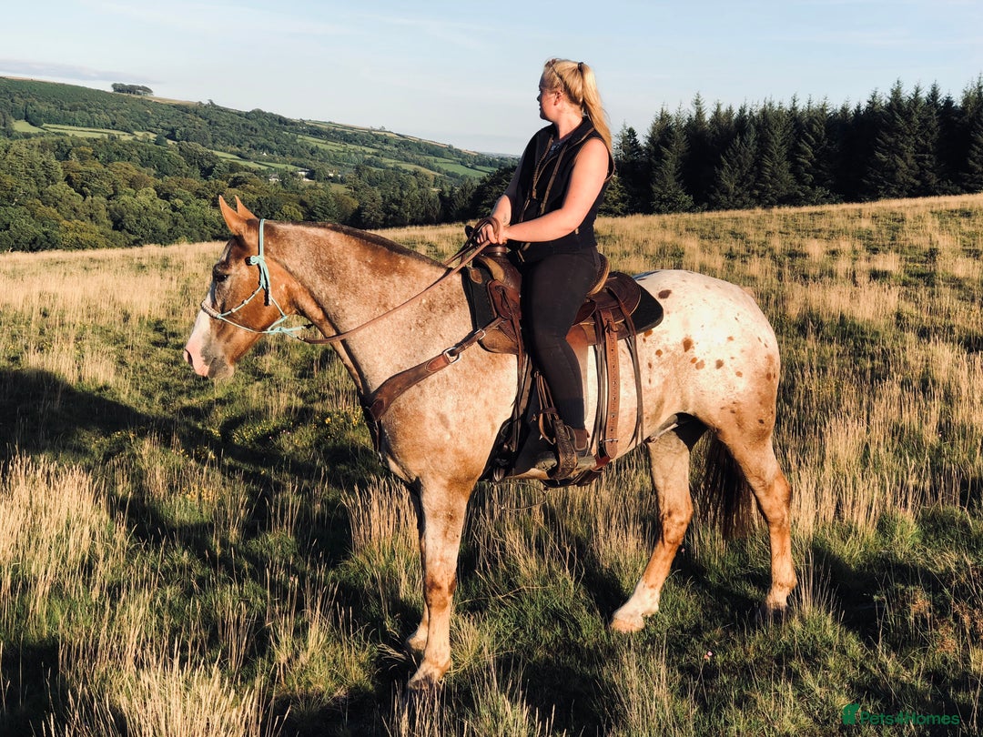 Appaloosa horses for sale: Perfect allrounder for sale - Image 14