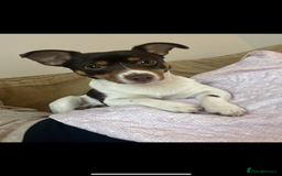 Jack Russell dogs for stud: Rudy for Stud - Image 4