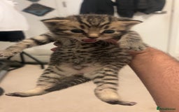 British Shorthair cats for sale: BSH KITTENS - Image 8