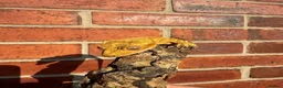 Gecko reptiles for sale: Crested Geckos  - Advert 7