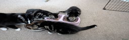 Mixed Breed cats for sale: Kittens for sale x3 - Advert 5
