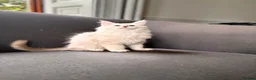 Maine Coon cats for sale: Maine coon kittens  - Advert 8
