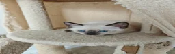 Siamese cats for sale: Siamese male and female kittens for sale ❤️ - Advert 4