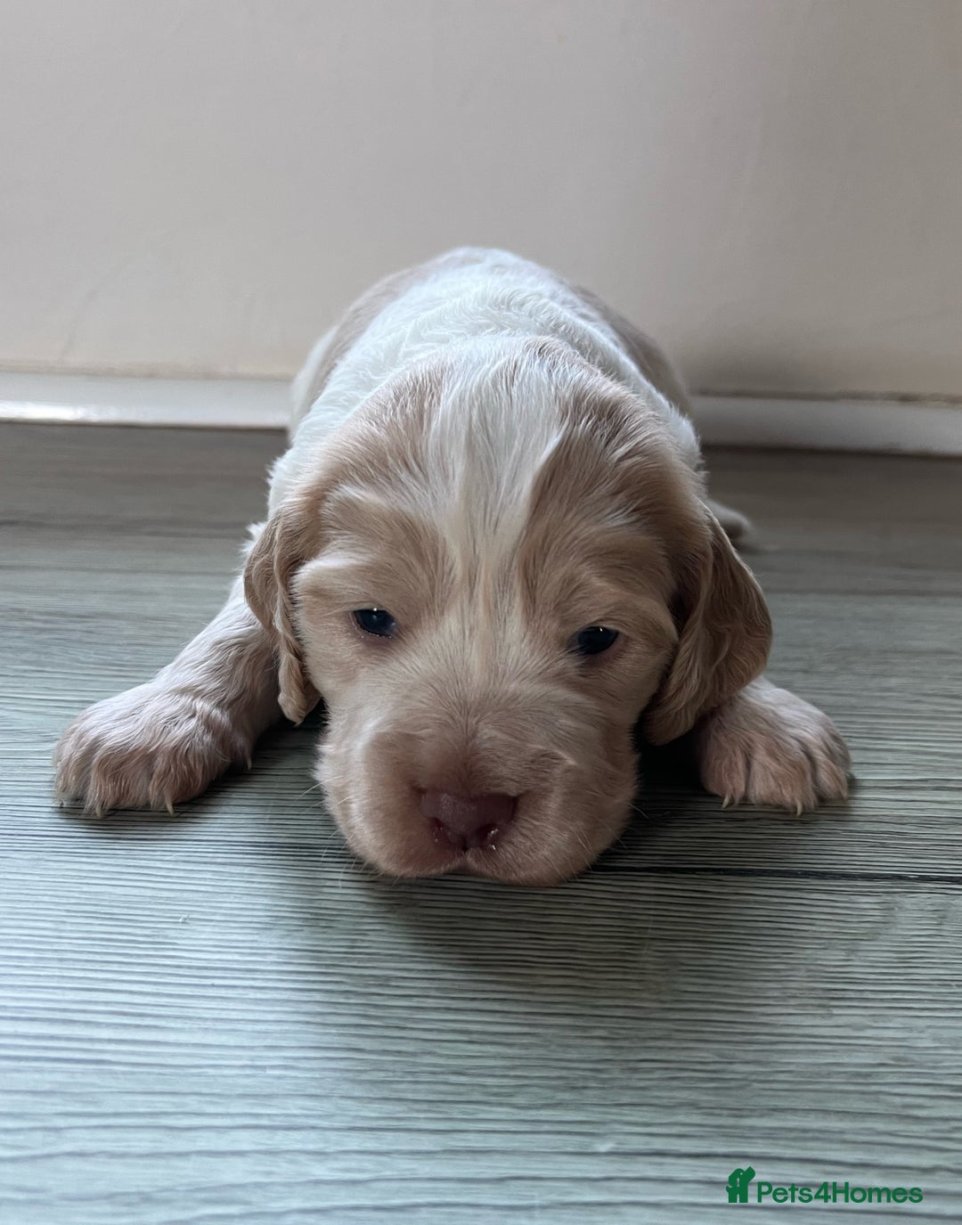 Cocker Spaniel dogs for sale: 3 Stunning Working Cocker Spaniel Boys 🐶  - Advert 2