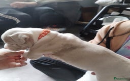 American Bulldog dogs for sale: Beautiful American bulldog  - Image 12