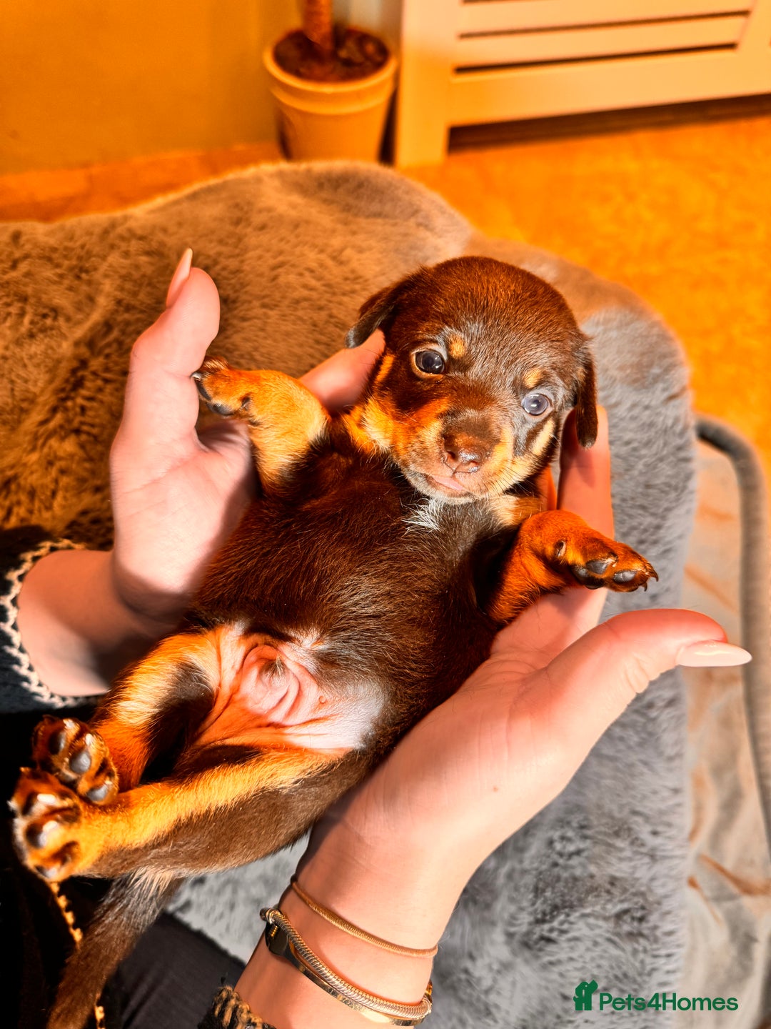 Mixed Breed dogs for sale: Miniature JackChi Puppy’s for sale.  - Image 11