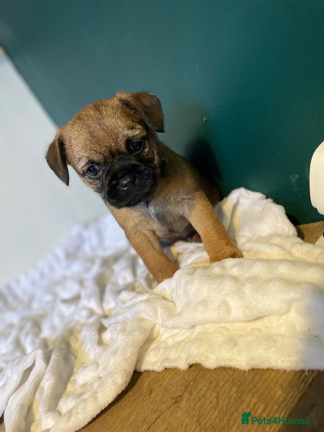 Border Terrier dogs for sale: 5 star BORDER TERRIERS PUP KC REG/SLEM CLEAR - Advert 15