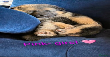 German Shepherd dogs - Advert 7