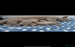 British Shorthair cats for sale: ONE LEFT Chunky Lilac GCCF British Shorthair Male - Image 12