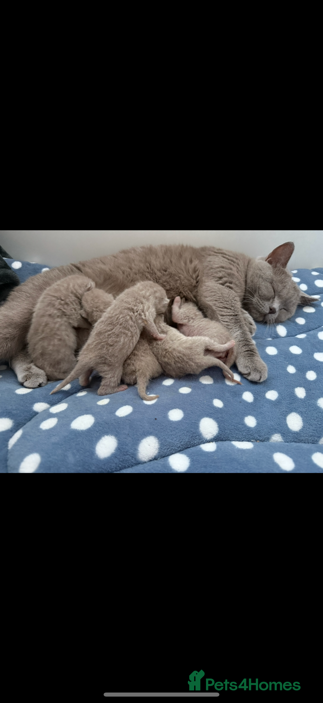 British Shorthair cats for sale: ONE LEFT Chunky Lilac GCCF British Shorthair Male - Image 12