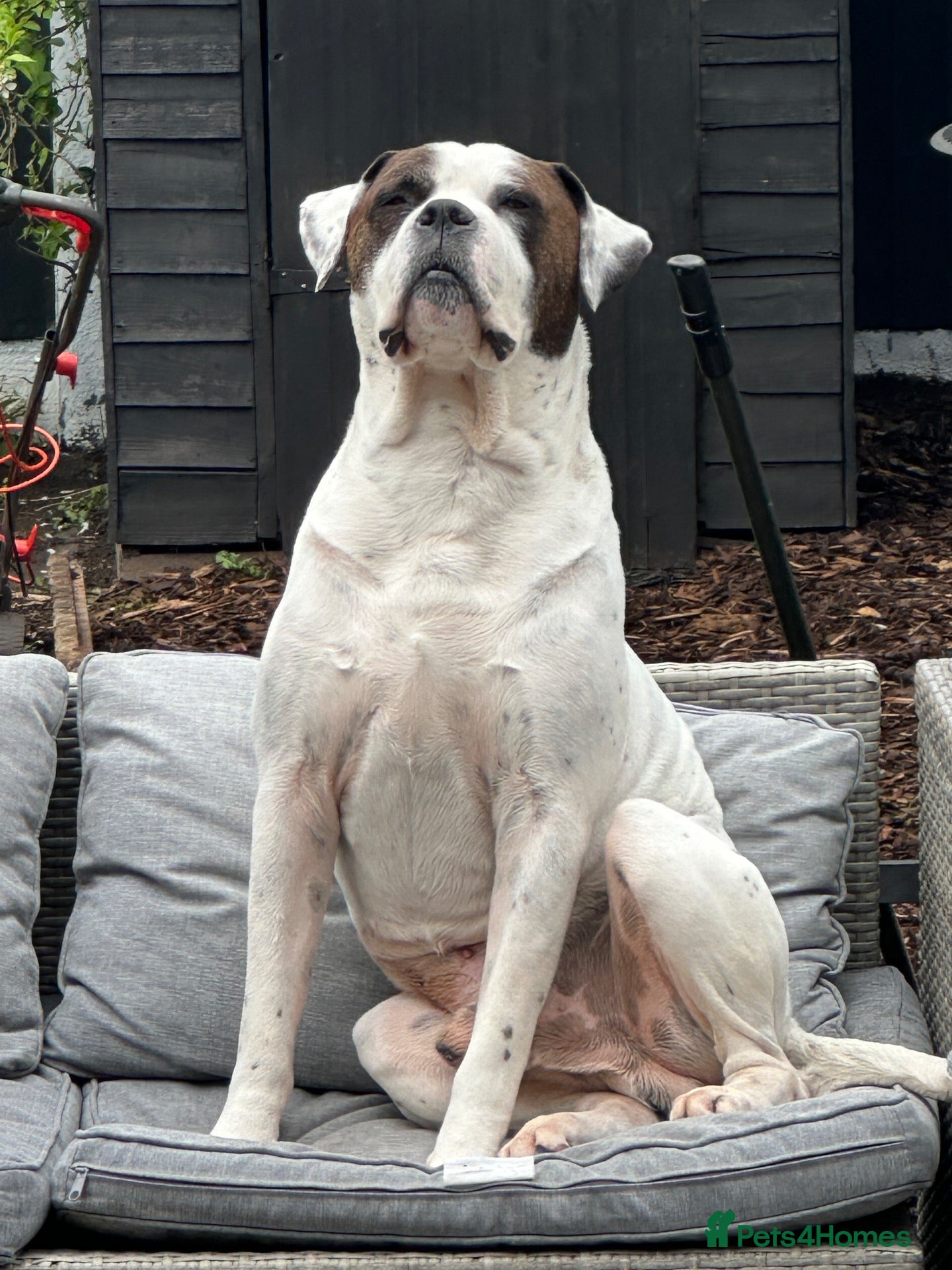 Bandog dogs American bulldog mix mastiff (Bandog) - Advert 1