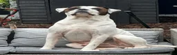 Bandog dogs for sale: American bulldog mi ** tiff (Bandog) in Blackpool - Advert 7
