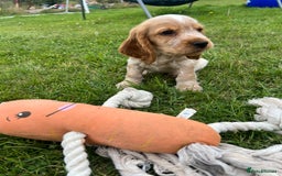 Cocker Spaniel dogs for sale: 🐾Fully Vaccinated Show Cocker Boy 🐾 - Image 12