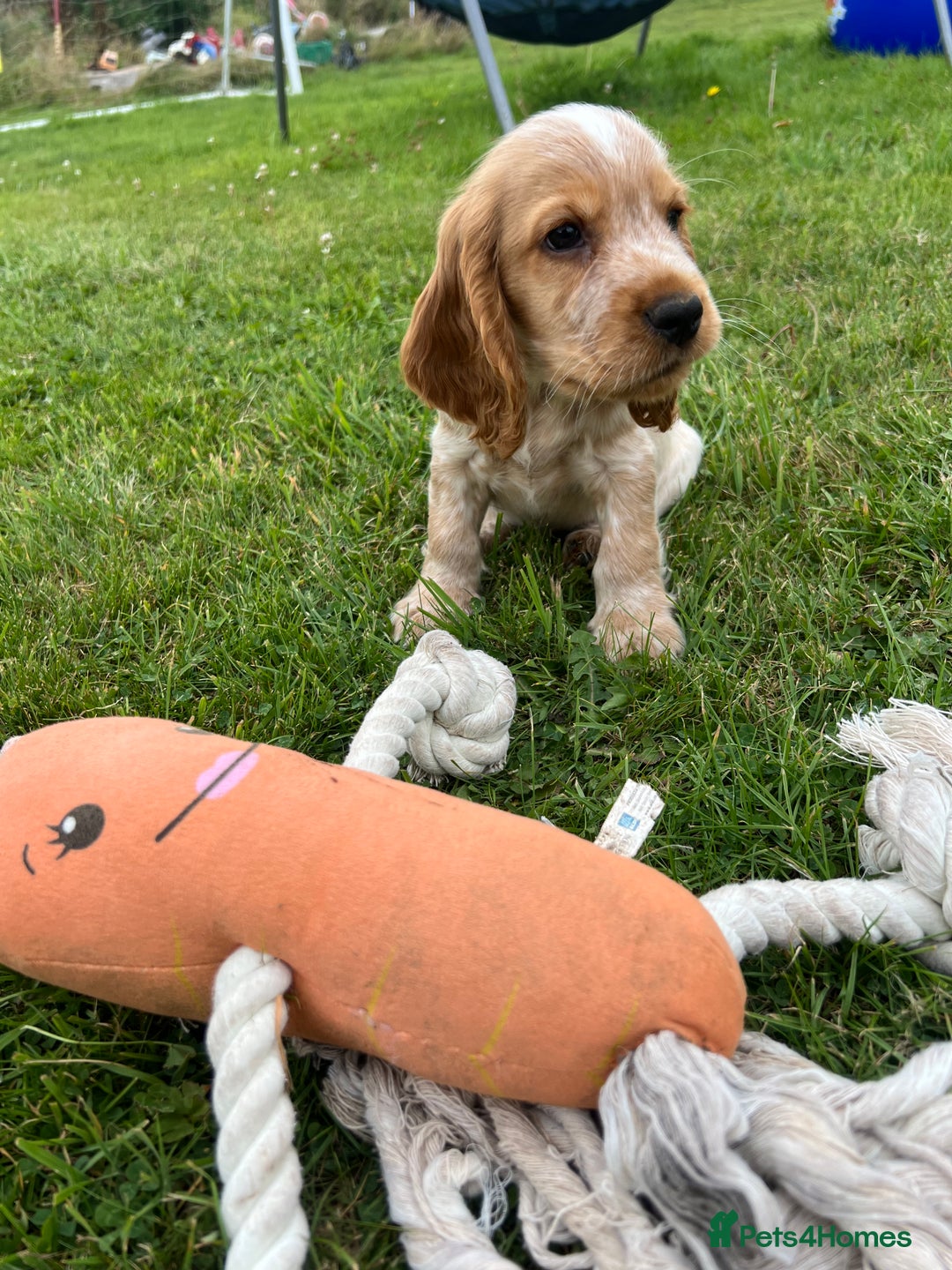 Cocker Spaniel dogs for sale: 🐾Fully Vaccinated Show Cocker Boy 🐾 - Image 12