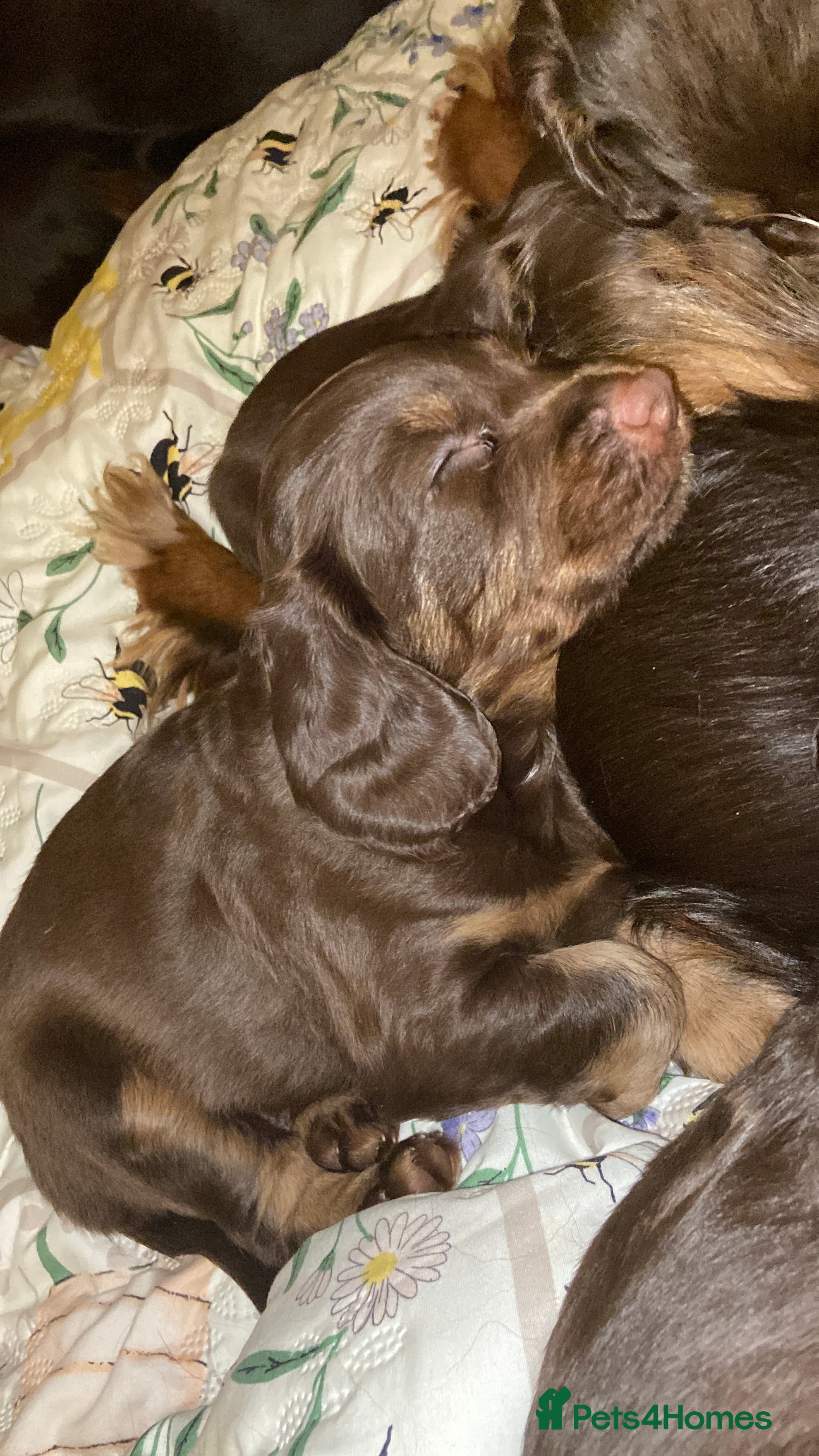 Cocker Spaniel dogs Tri colour working cocker spaniel puppies  - Advert 4