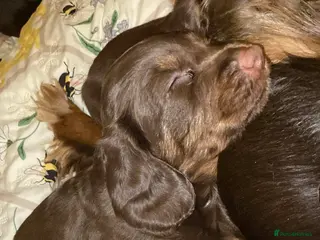 Cocker Spaniel dogs Tri colour working cocker spaniel puppies - Advert 4