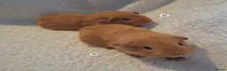 Guinea Pig rodents for sale: Beautiful Baby guineas ready now ♥️ - Advert 14