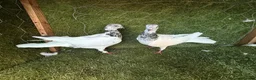 Pigeons birds for sale: Beautiful Vaccinated Pigeons – Quick Sale £20 - Advert 13