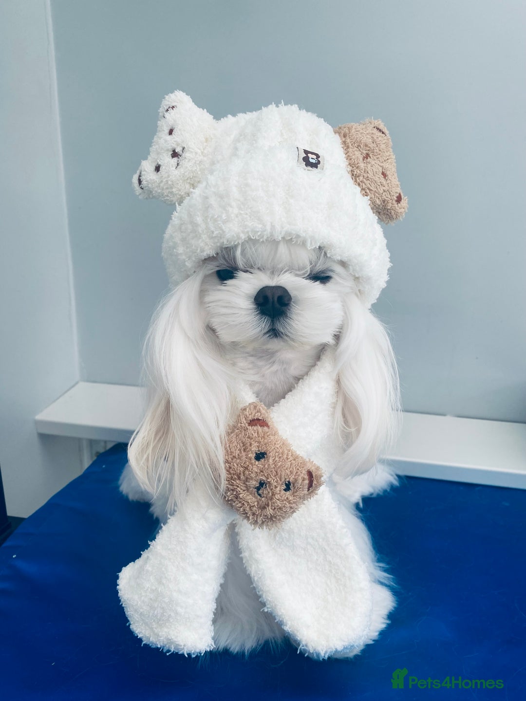 Maltese dogs for stud: 💜DNA health tested Tiny Korean Maltese boy💜 - Advert 24