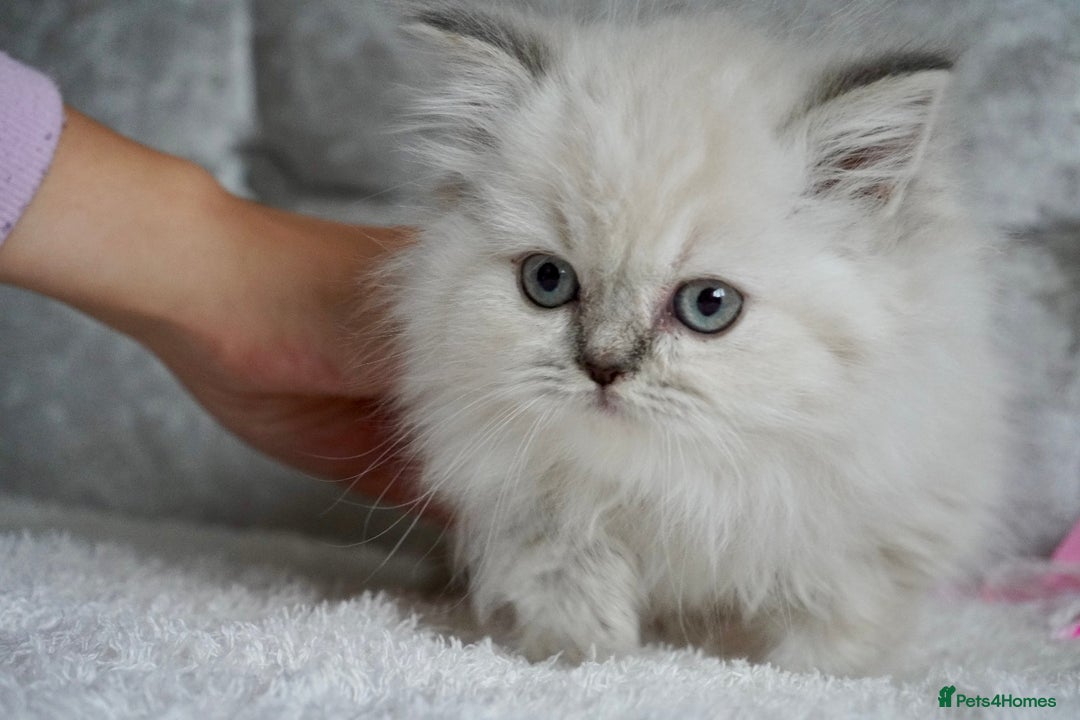 Scottish Fold cats for sale: ❣️Scottish Fold Kittens❣️ - Advert 8