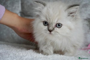 Scottish Fold cats - Advert 3