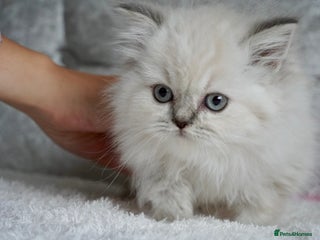 Scottish Fold cats ❣️Scottish Fold Kittens❣️ - Advert 13