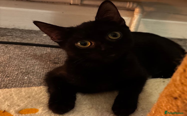 British Shorthair cats One black Female kitten urgently needs a new home - Advert 5