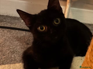 British Shorthair cats One black Female kitten urgently needs a new home - Advert 6