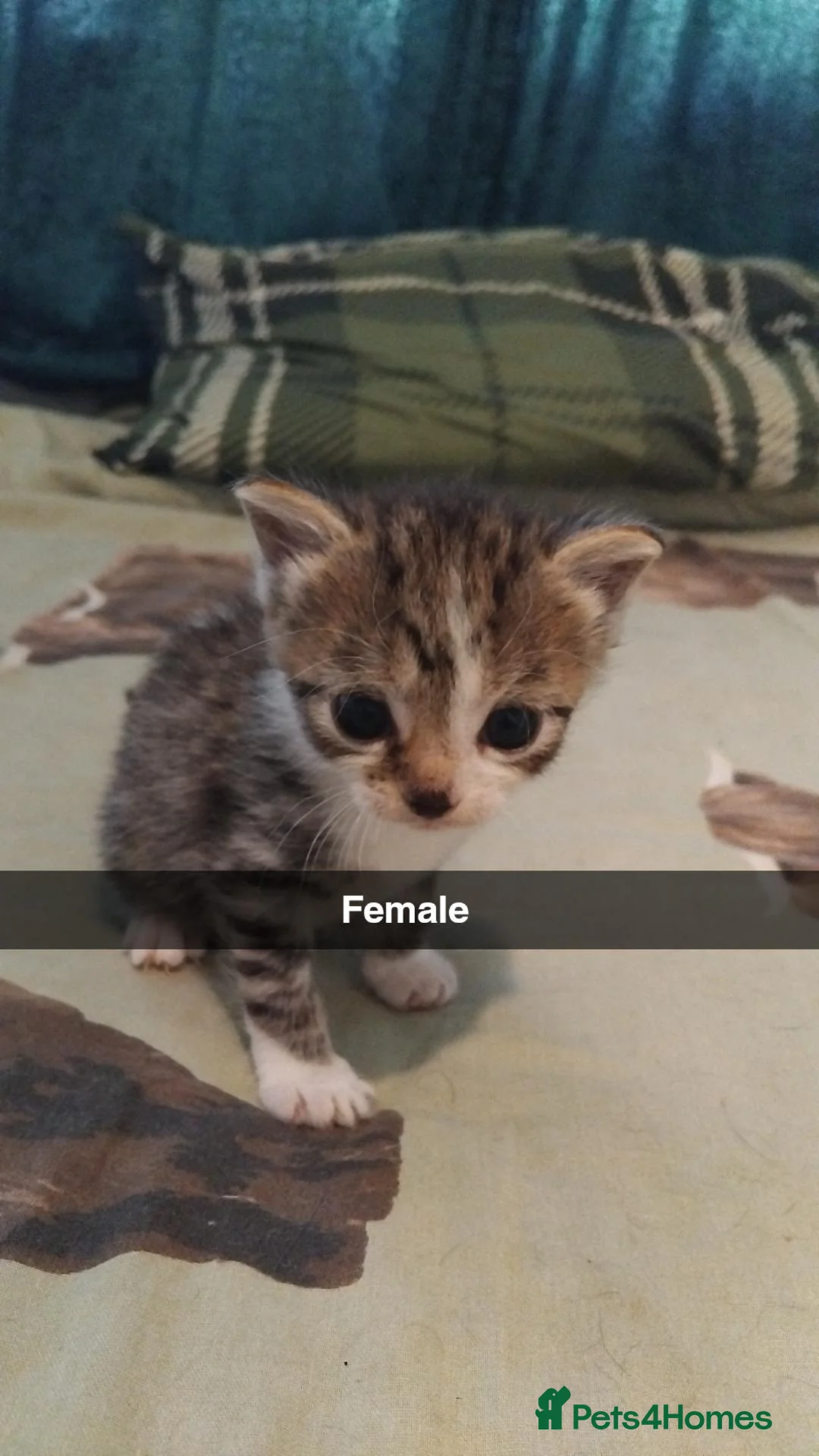 British Shorthair cats for sale: Kittens for sale  - Advert 2