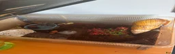 Snails invertebrates for sale: Lovely African Land Snail  in Cambridge - Advert 3