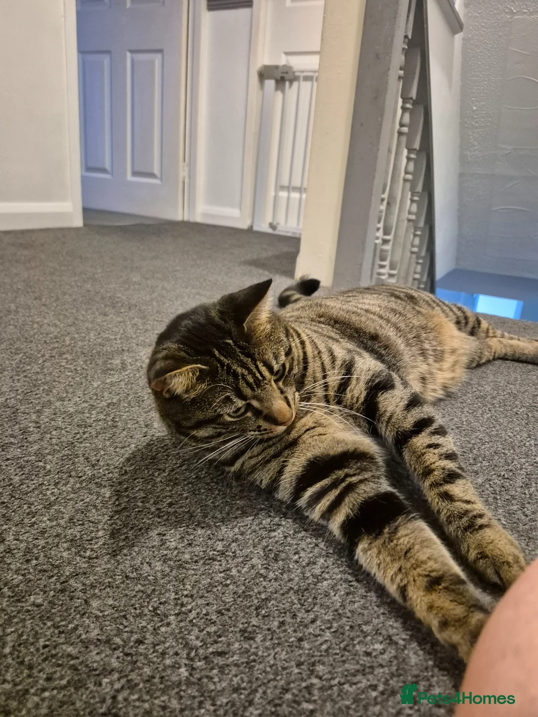 Mixed Breed cats for sale: Tabby Cat - Rehome in Houghton le Spring - Advert 2