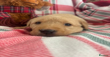 Labrador Retriever dogs Health Tested Perfect chunky Labrador Puppies - Advert 15