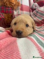 Labrador Retriever dogs Health Tested Perfect chunky Labrador Puppies - Advert 1