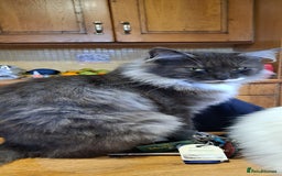 Norwegian Forest Cat cats for sale: Full Norwegian forest cat kittens - Image 23