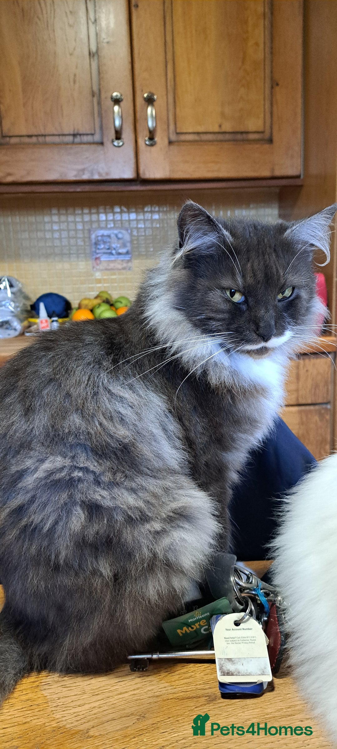 Norwegian Forest Cat cats for sale: Full Norwegian forest cat kittens - Image 23