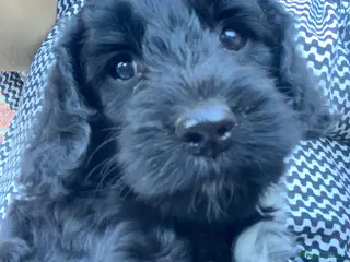 Cockapoo dogs Happy, healthy f1 Cockapoo Puppies - Advert 3