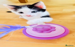Mixed Breed cats for sale: 5 Beautiful Black & White Kittens Available  - Image 5