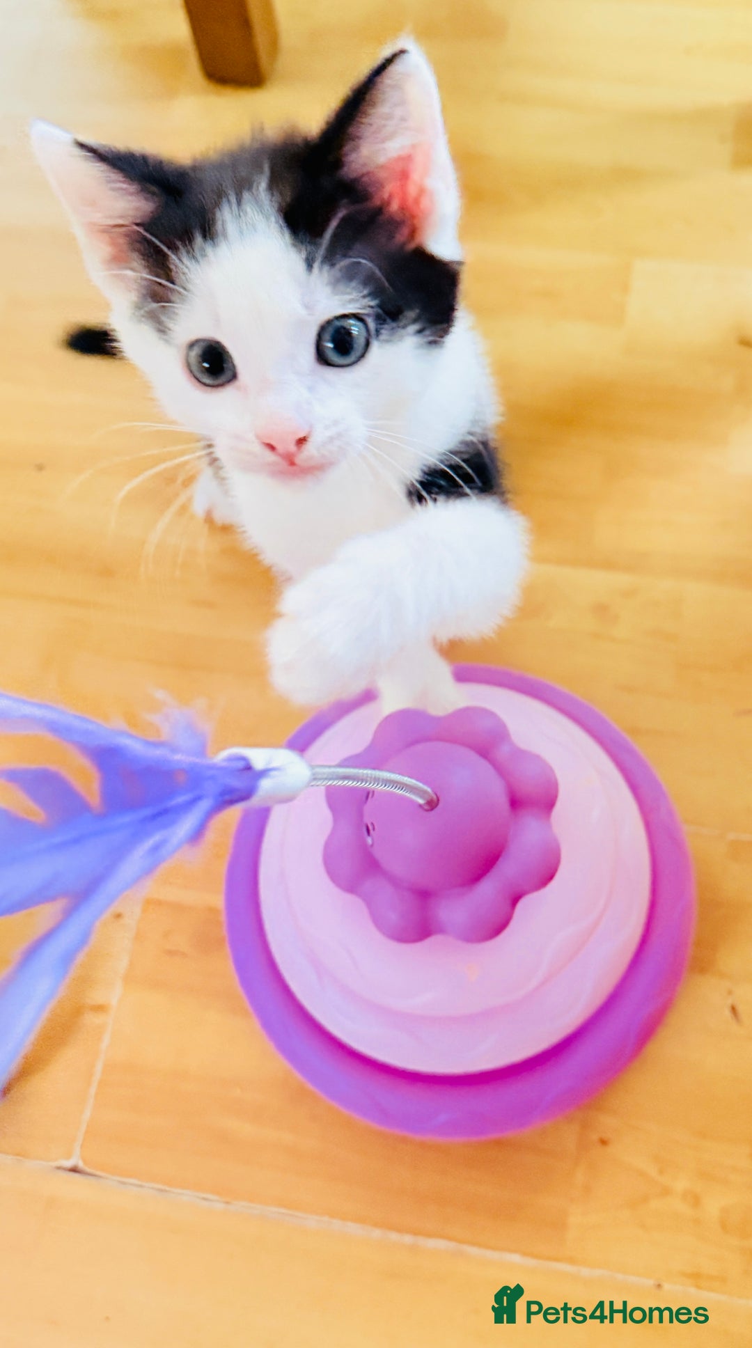 Mixed Breed cats for sale: 5 Beautiful Black & White Kittens Available  - Image 5